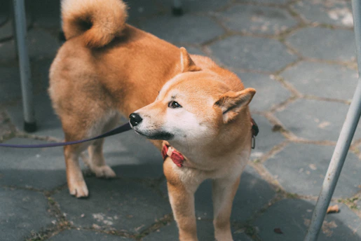Akita wearing collar