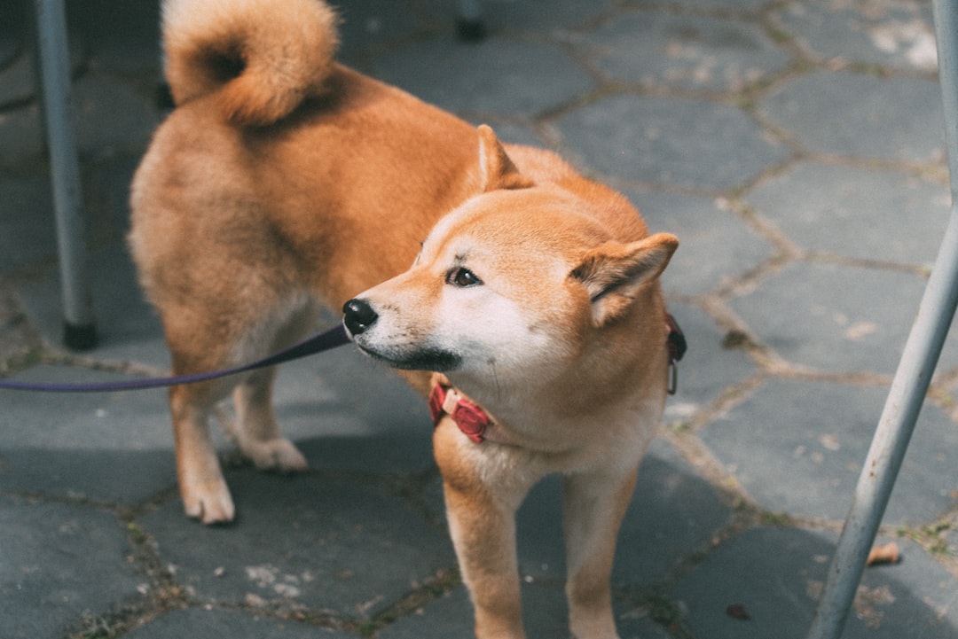 Akita wearing collar