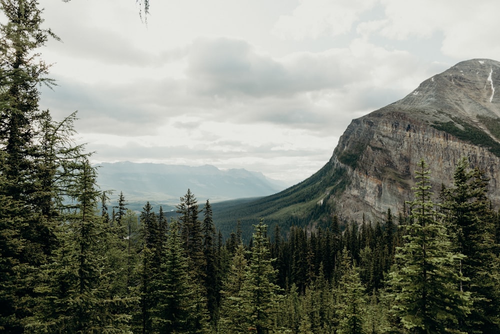 forest and mountain during day