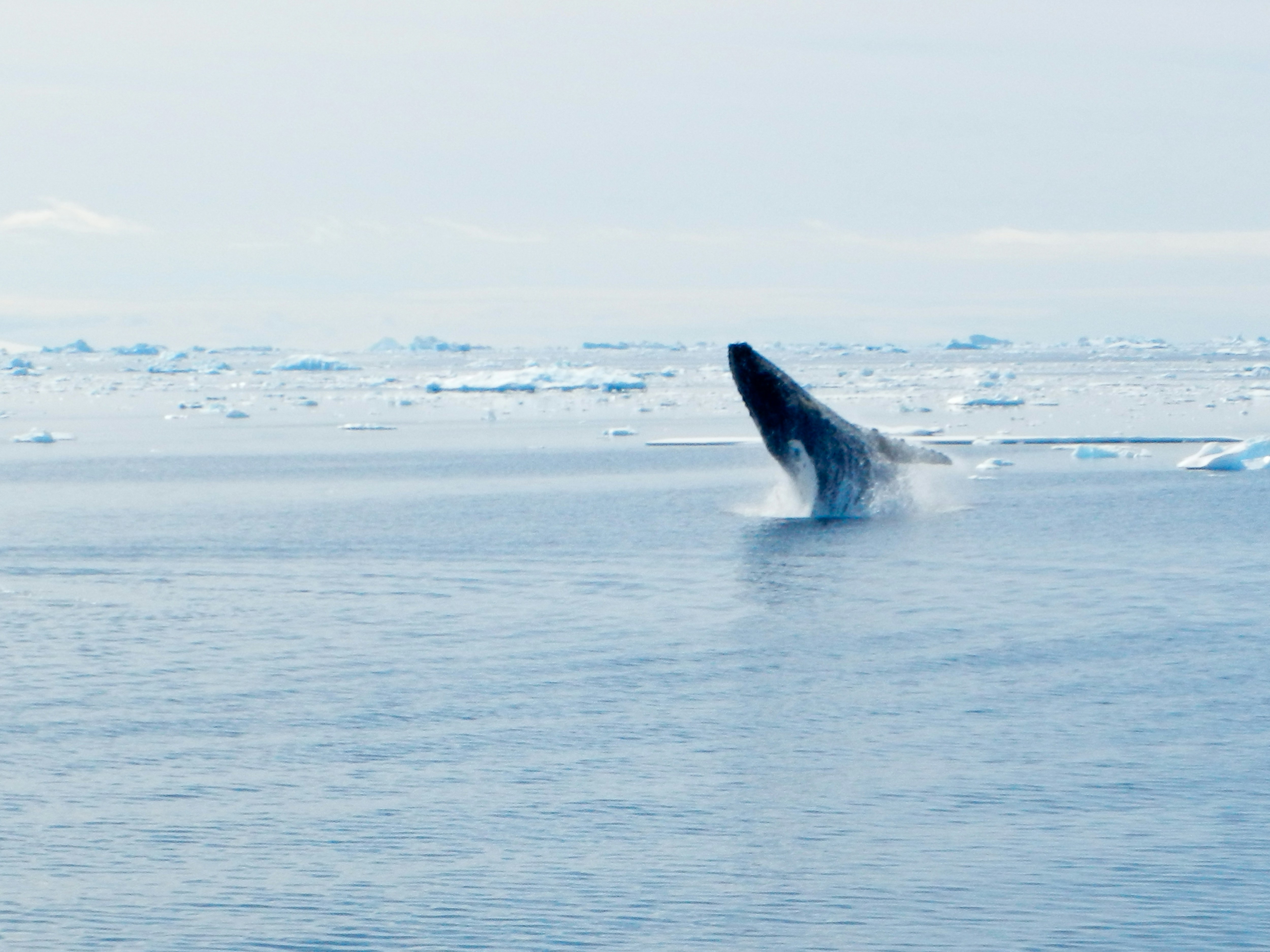 Humpback whale breaching near an expedition ship in Antarctica