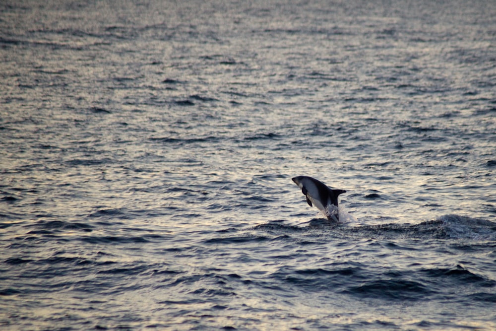 dolphin on sea at daytime