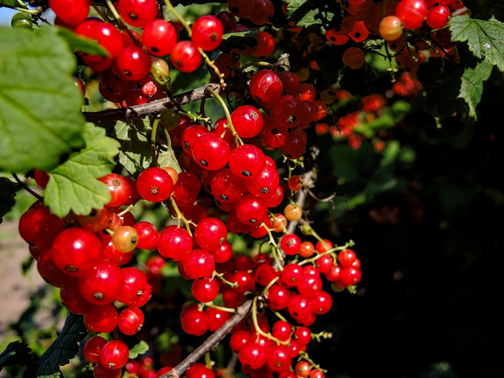 close-up photography of red berries