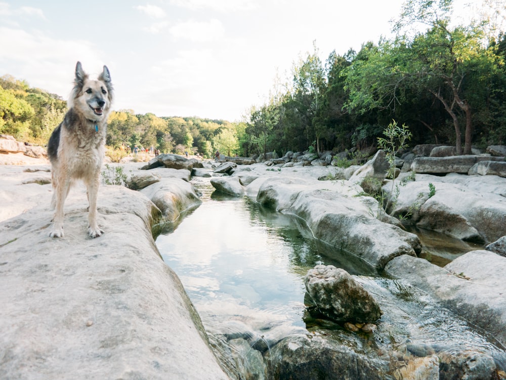 Kurzhaariger weißer und schwarzer Hund