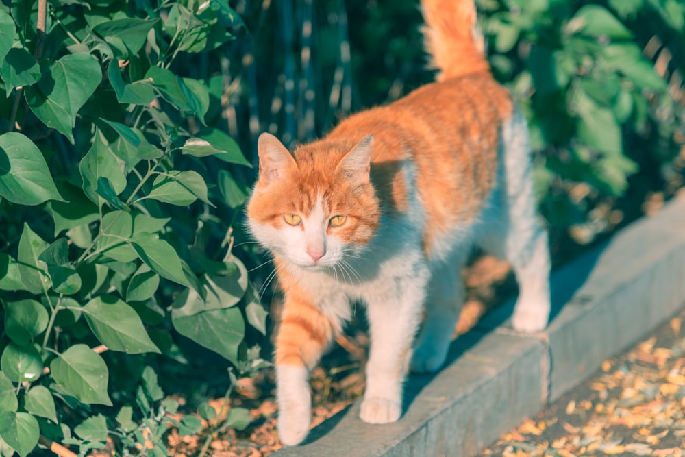 white and orange tabby cat