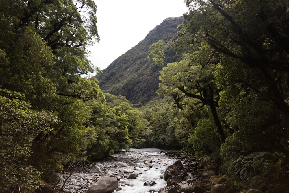 árboles verdes que rodean el cuerpo de agua