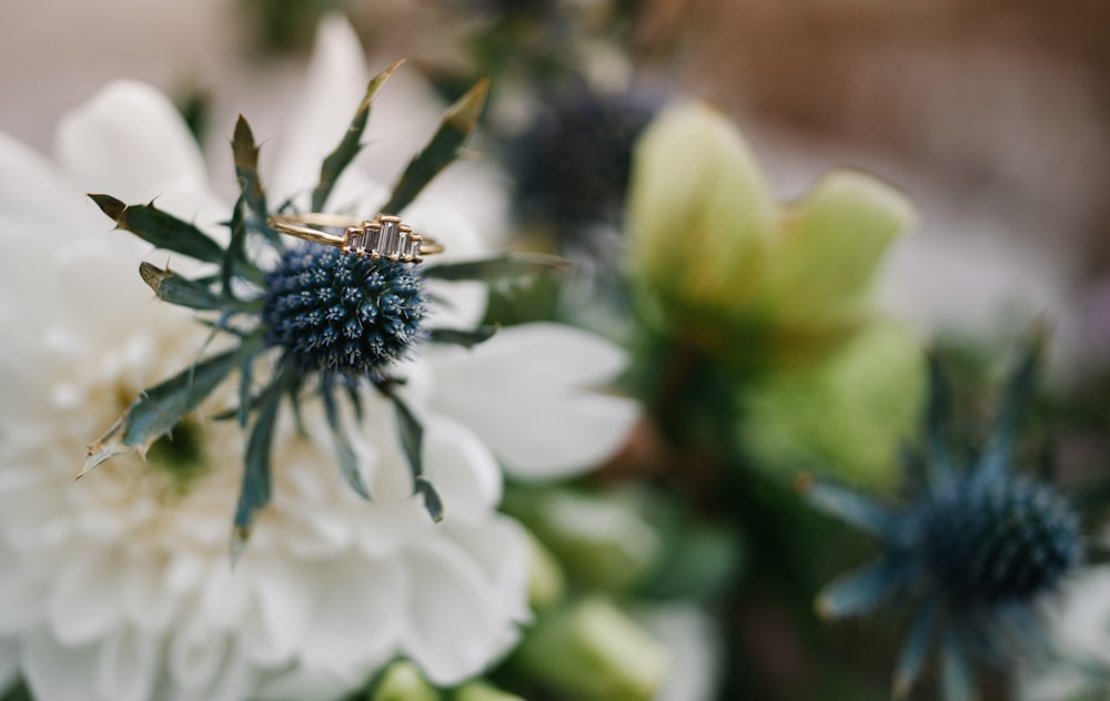 foto de foco raso da flor branca