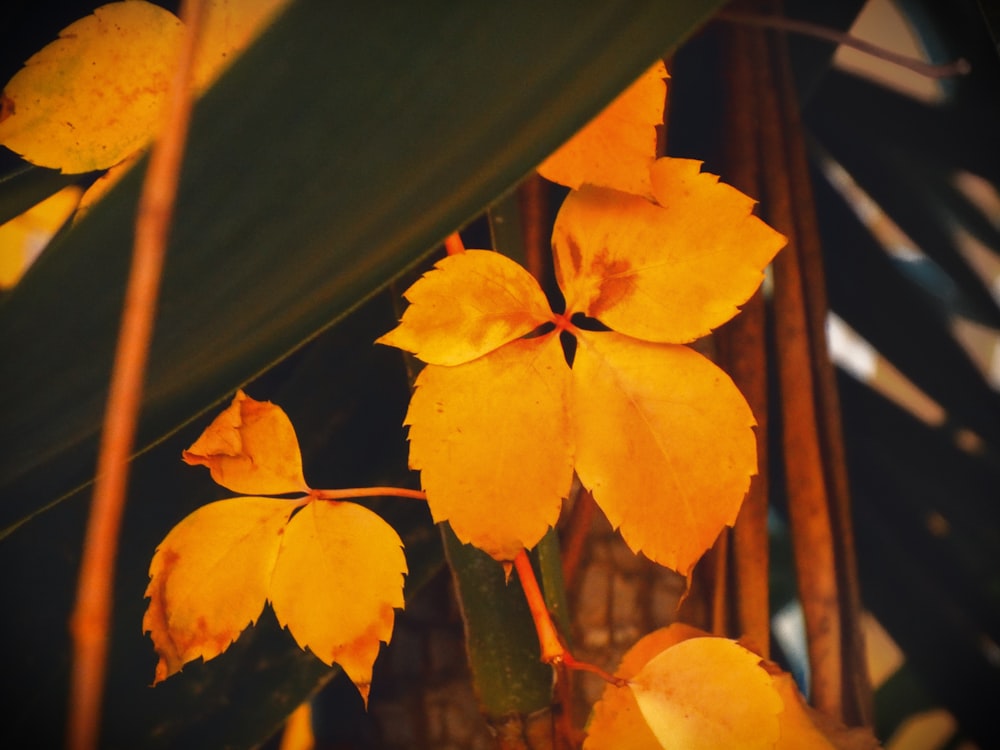 selective focus photography of brown leaves