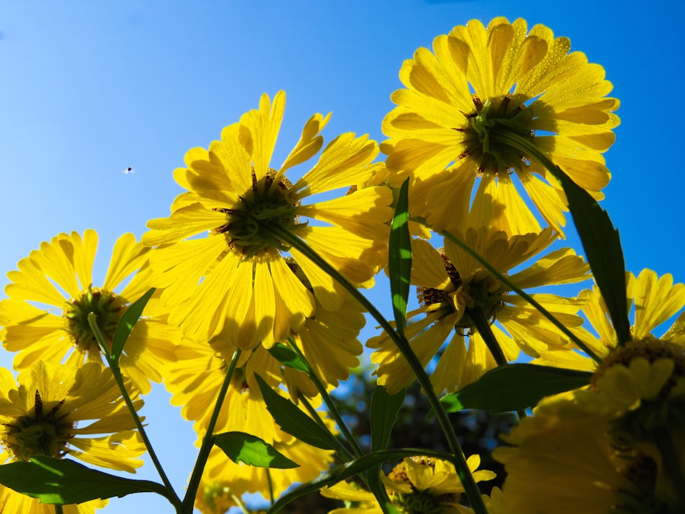 yellow flowers during day