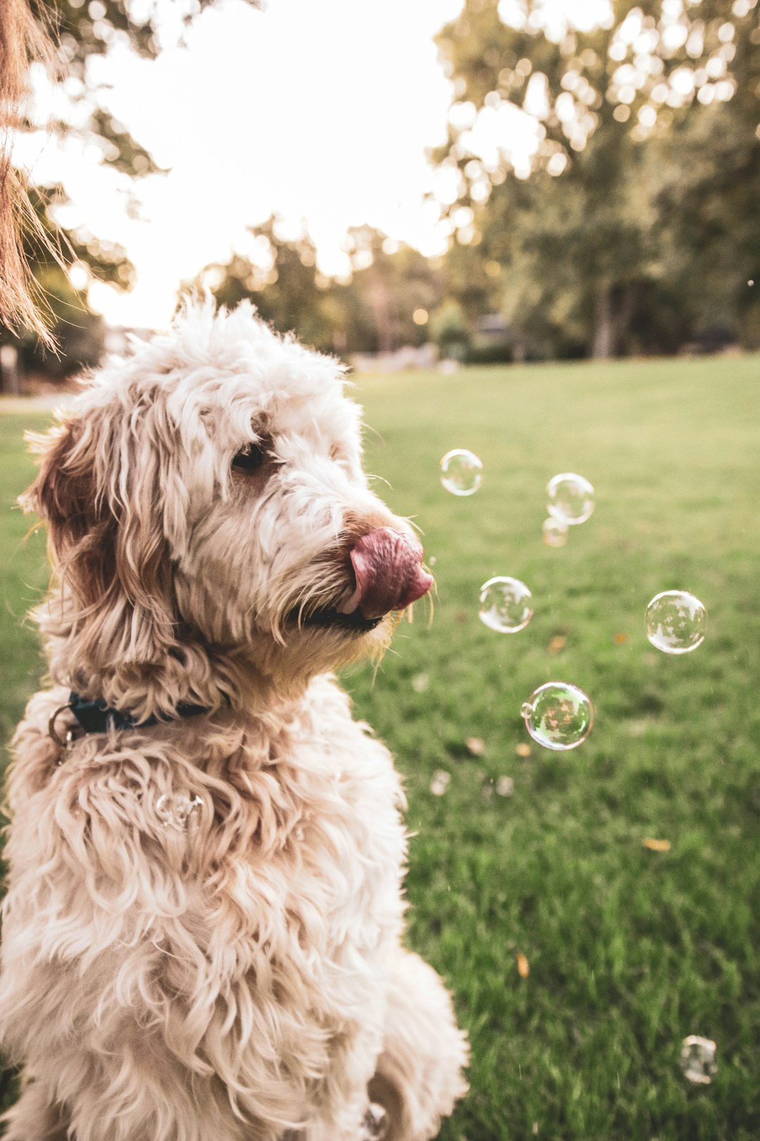 dog sitting on grass with bubbles