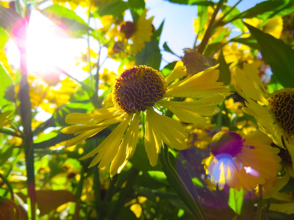 yellow petaled flowers