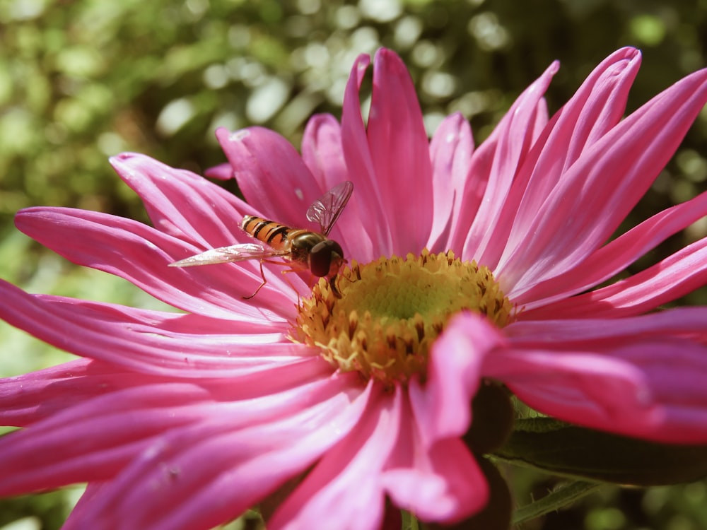 bee perching on purple flower