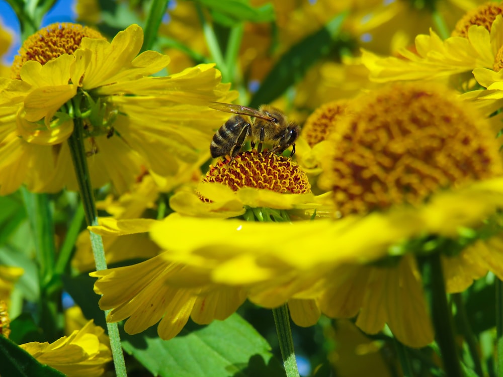 yellow petaled flower plants