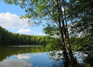 trees near body of waer