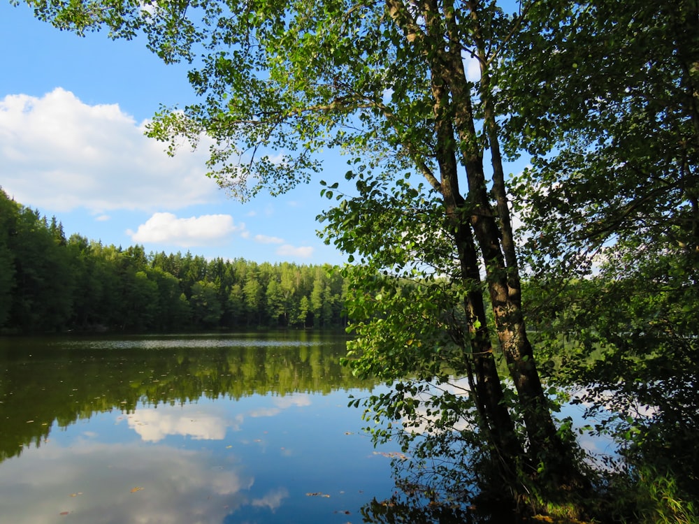 trees near body of waer