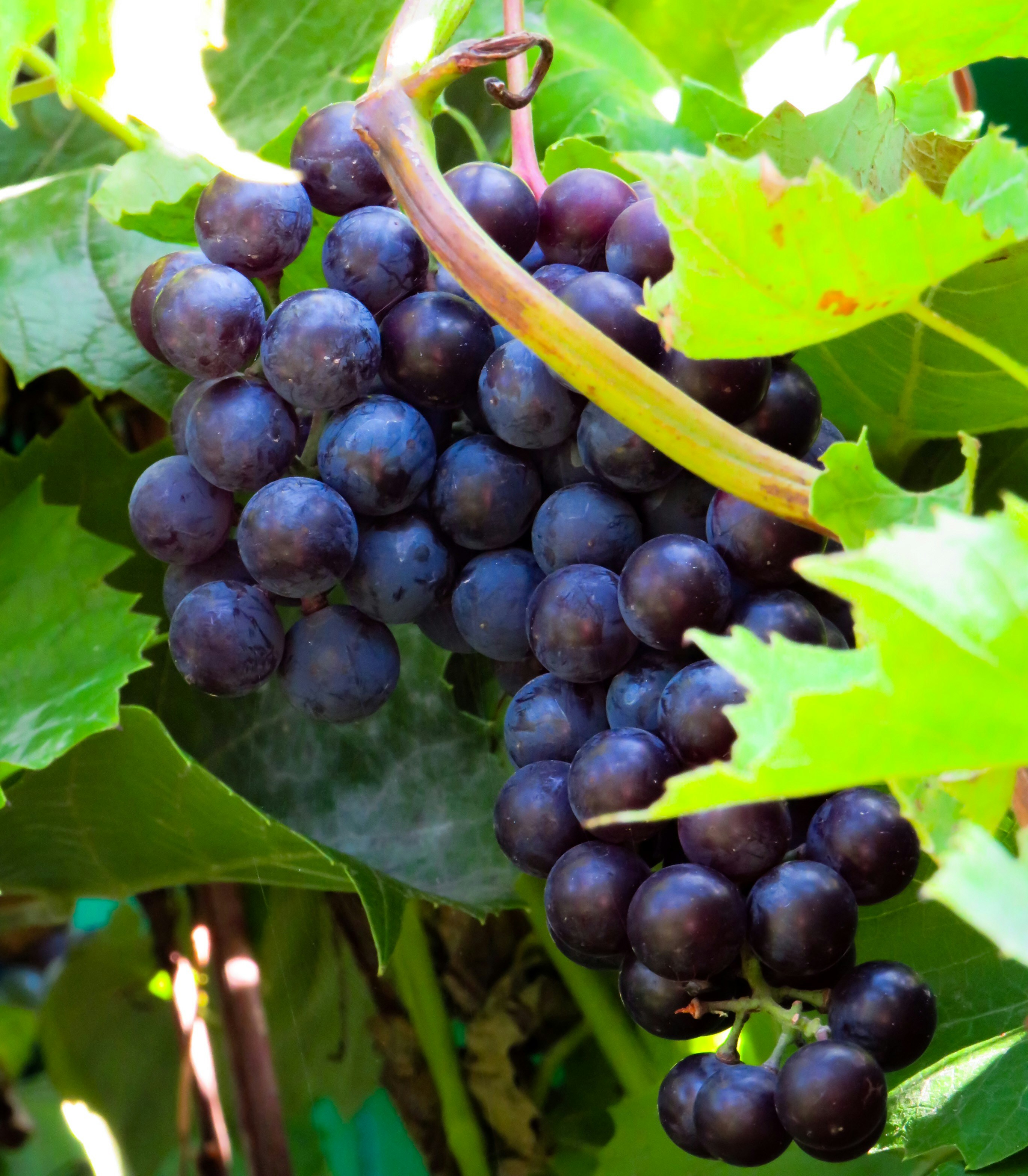 Close-up of Cabernet Sauvignon grapes on vine in Pauillac Bordeaux, deep purple clusters with morning dew, dark green leaves