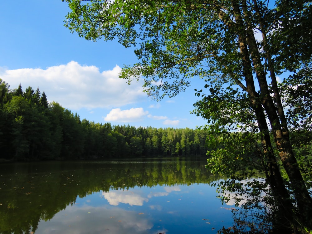 body of water surrounded with trees at daytime