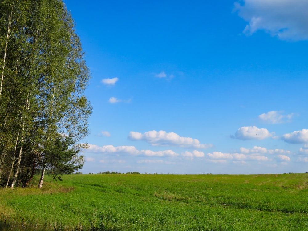 trees near grass field