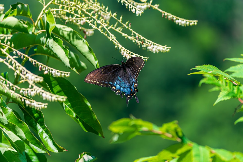 selective focus photography of black and blue butterfly