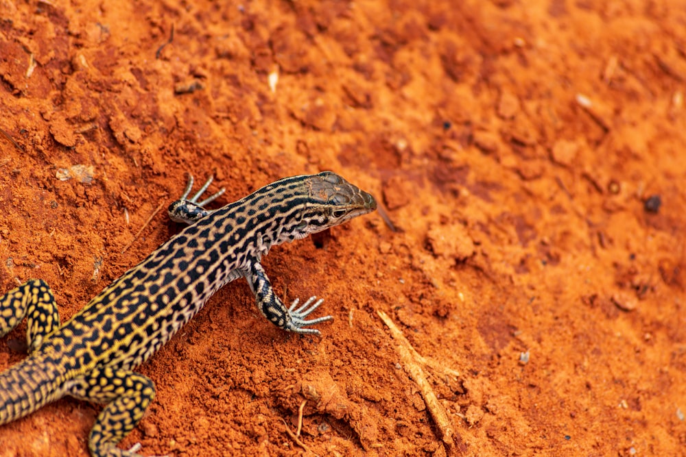 a lizard is laying on the ground in the dirt