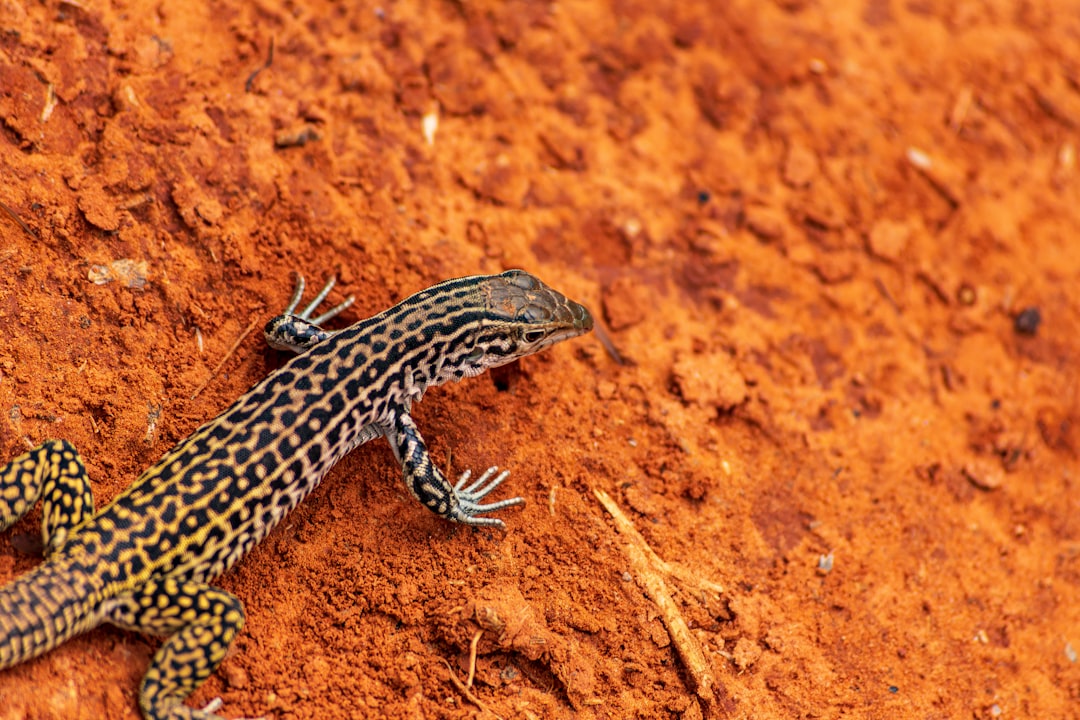 Photo de gecko par Nicholas Koenig