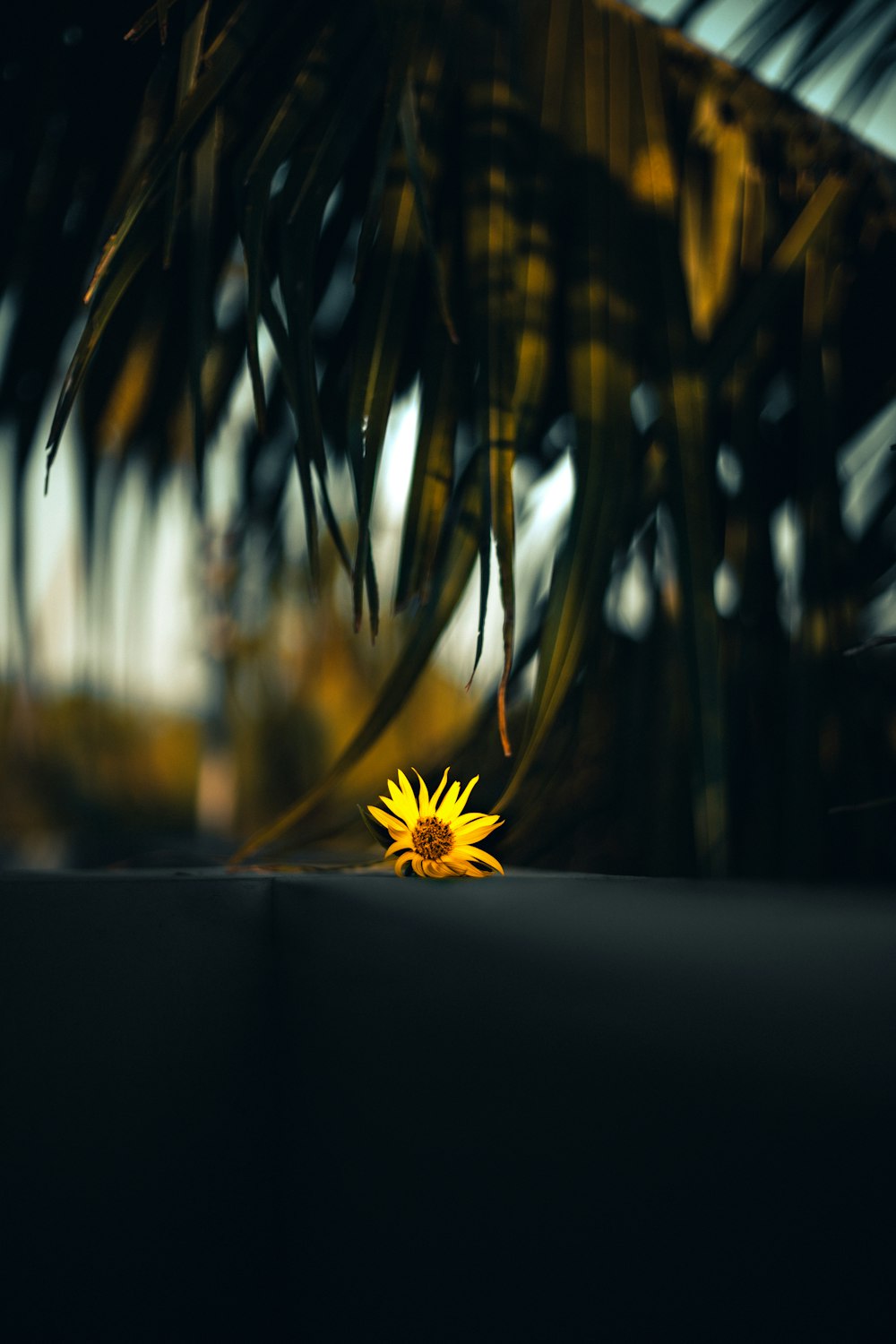 Fleur jaune à mise au point sélective