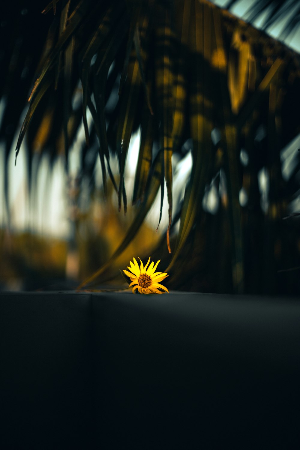 foco seletivo flor amarela