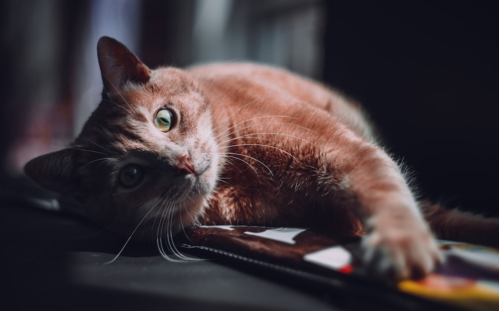 selective focus photography of tabby cat