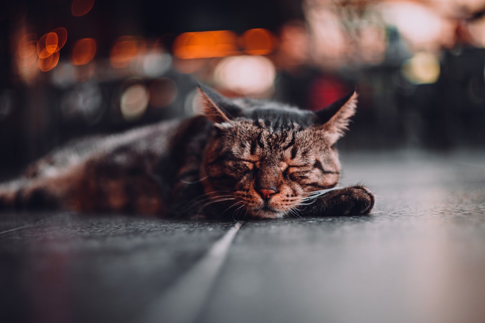grey tabby cat sleeping on grey surface