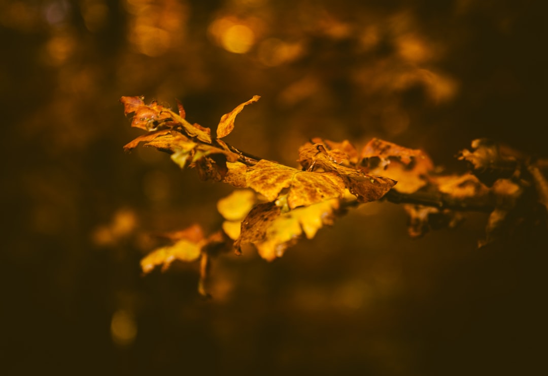 selective focus photography of brown leaves