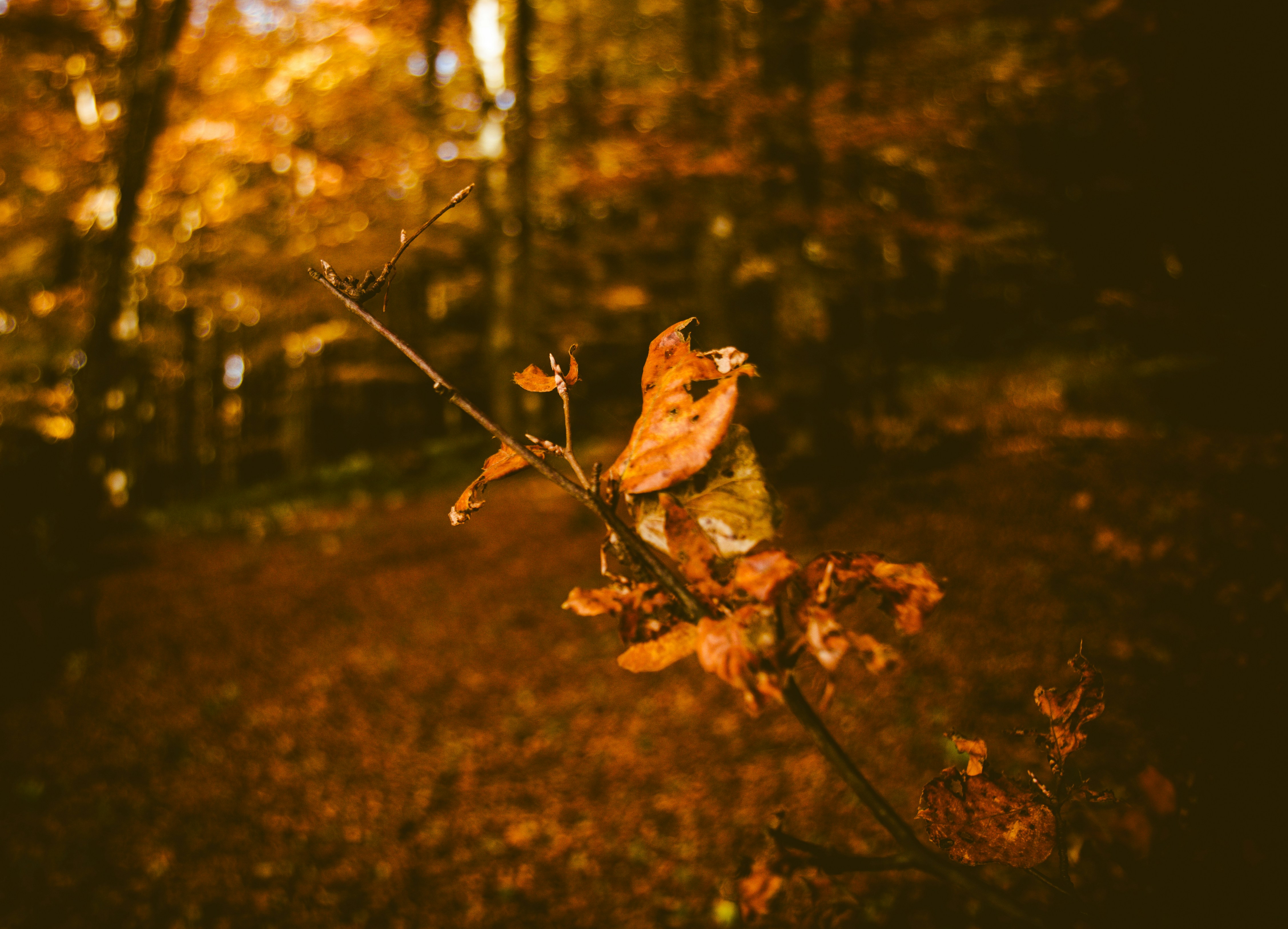 closeup photo of dried leaves north macedonia teams background