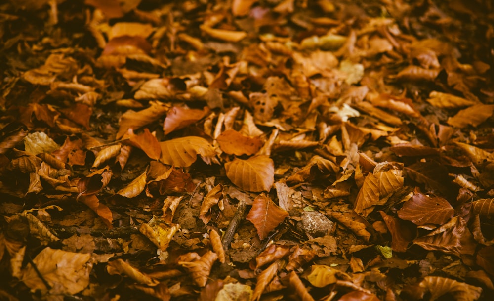 dried leaves