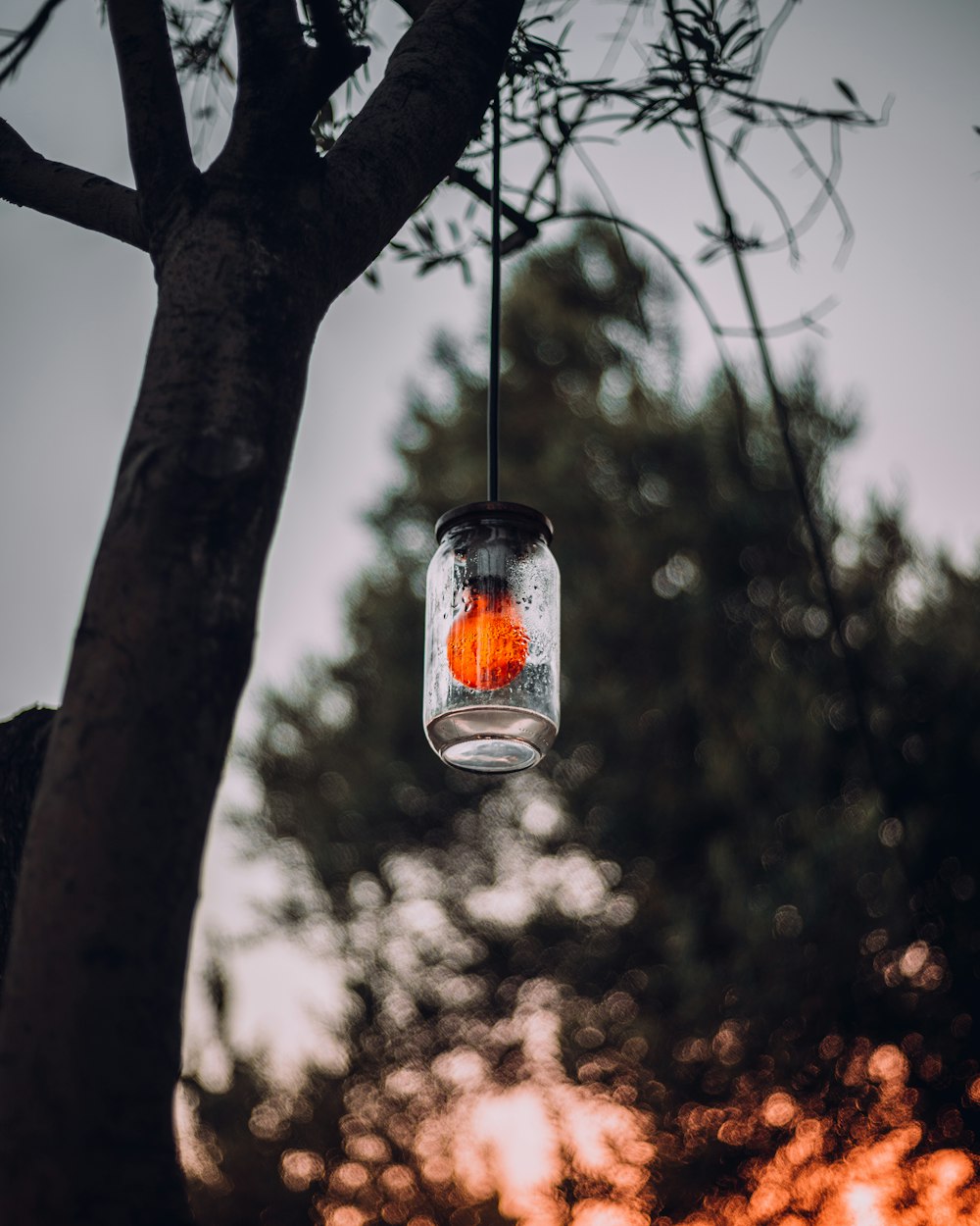 lighted bulb on trees