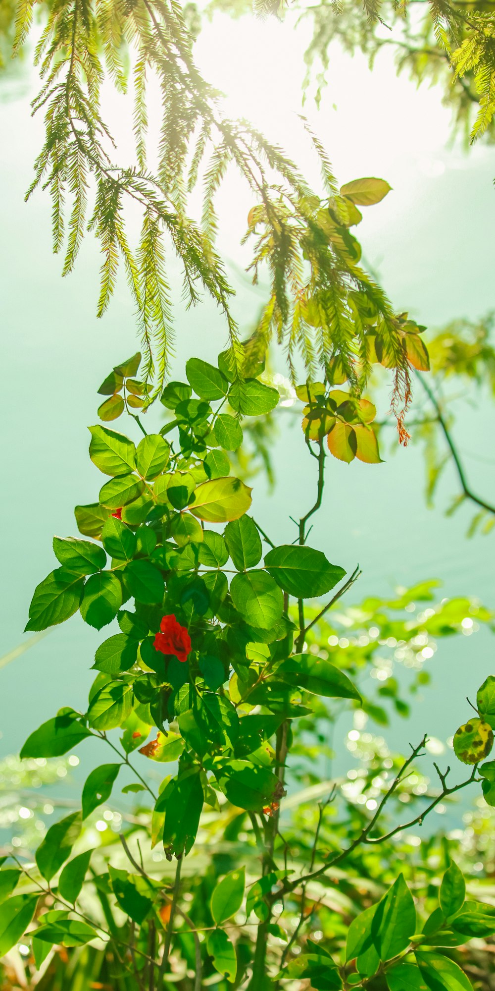 green leafed plant during daytime