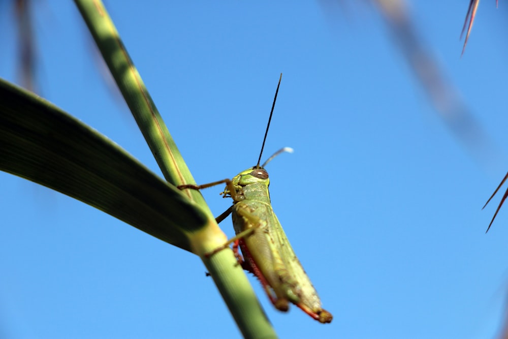 green insect