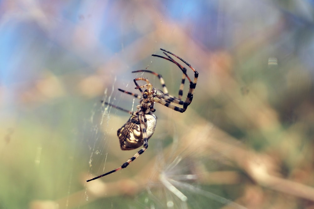 Black And White Spider On Web Photo Free Animal Image On Unsplash