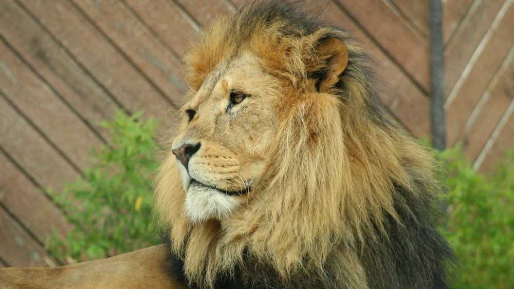 león marrón cerca de las plantas