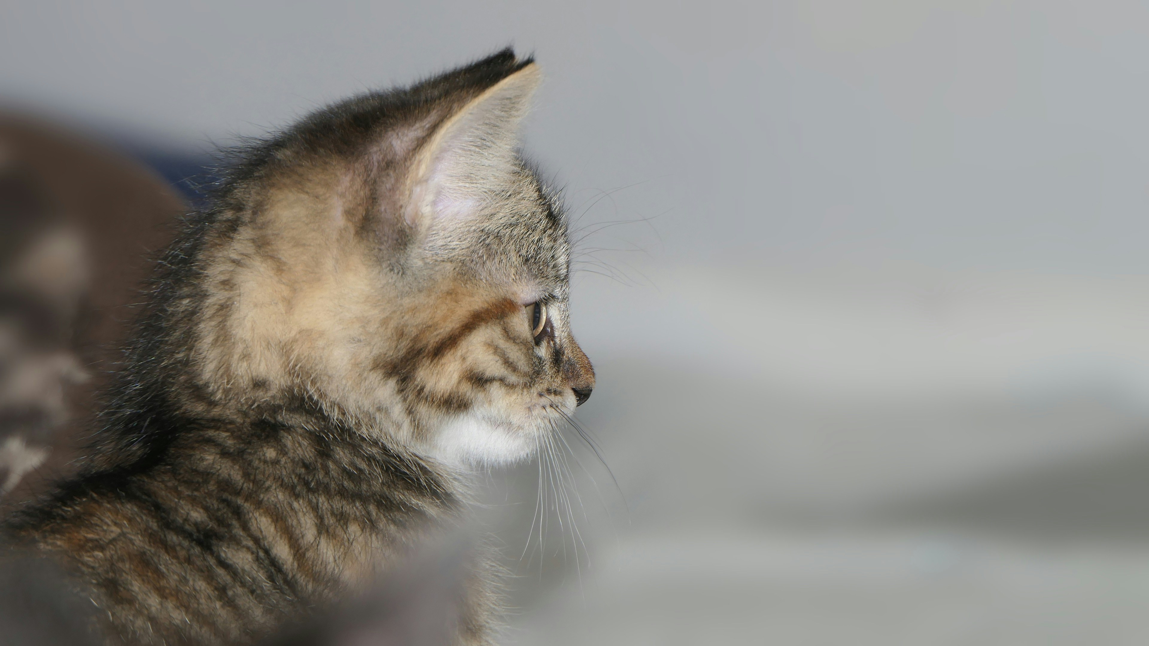 A playful orange tabby kitten looking up.