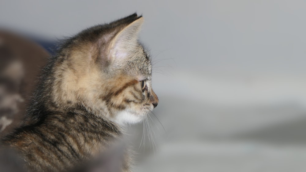 brown tabby kitten