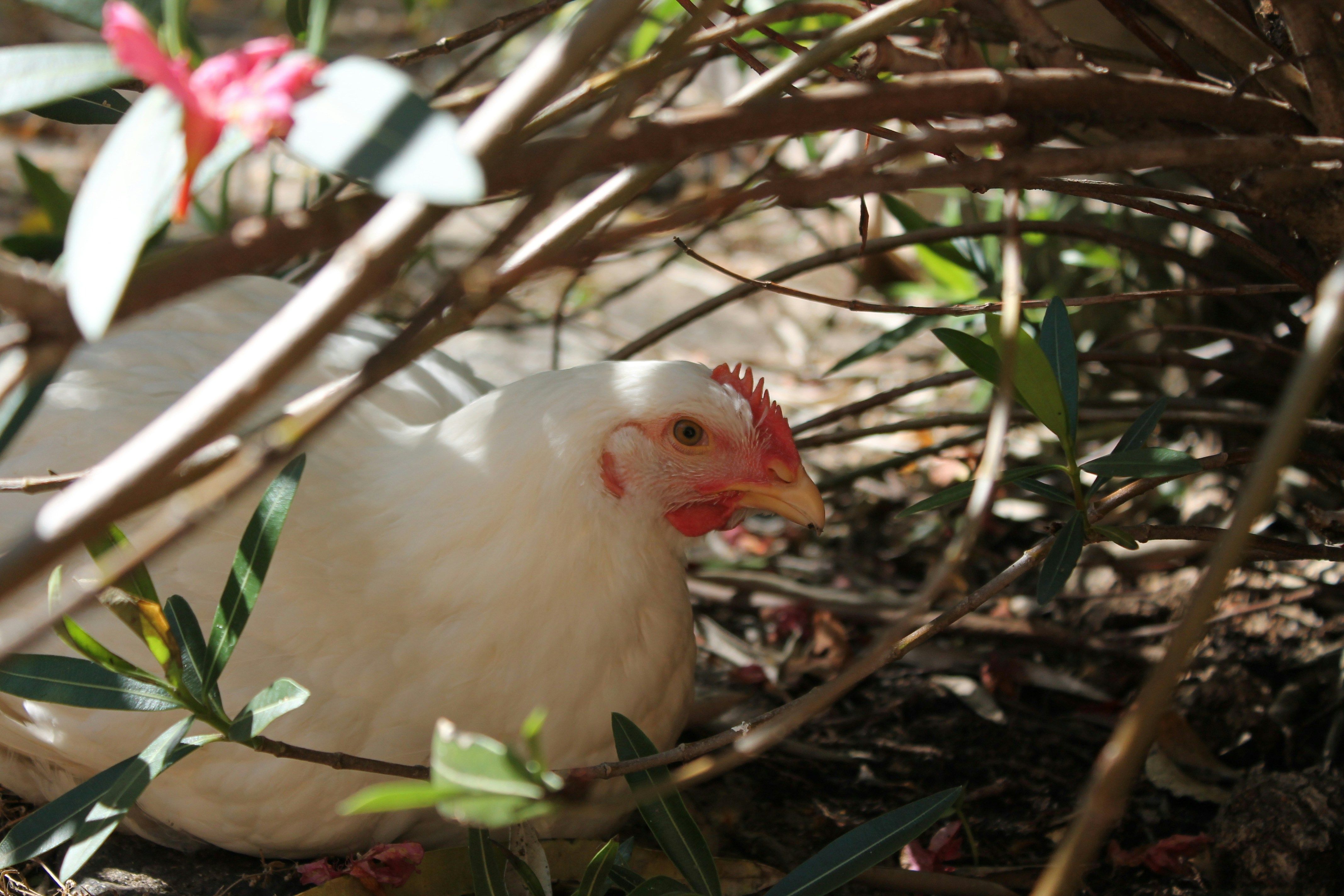 흰 암탉 사진 – Unsplash의 무료 동물 이미지, image size:3000x2000