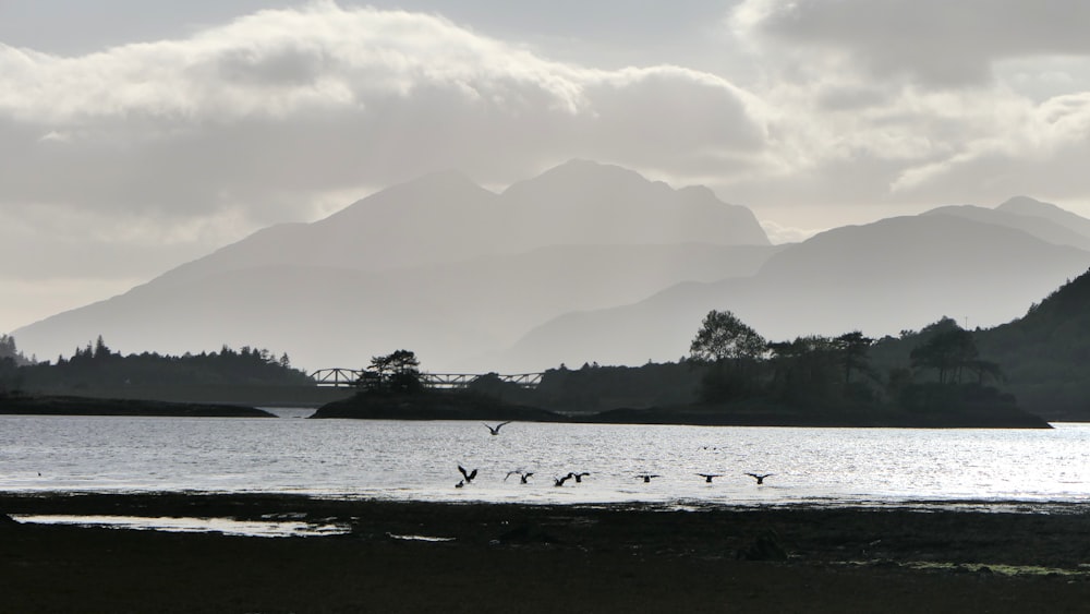 landscape grayscale photography of flock of birds flying over the sea