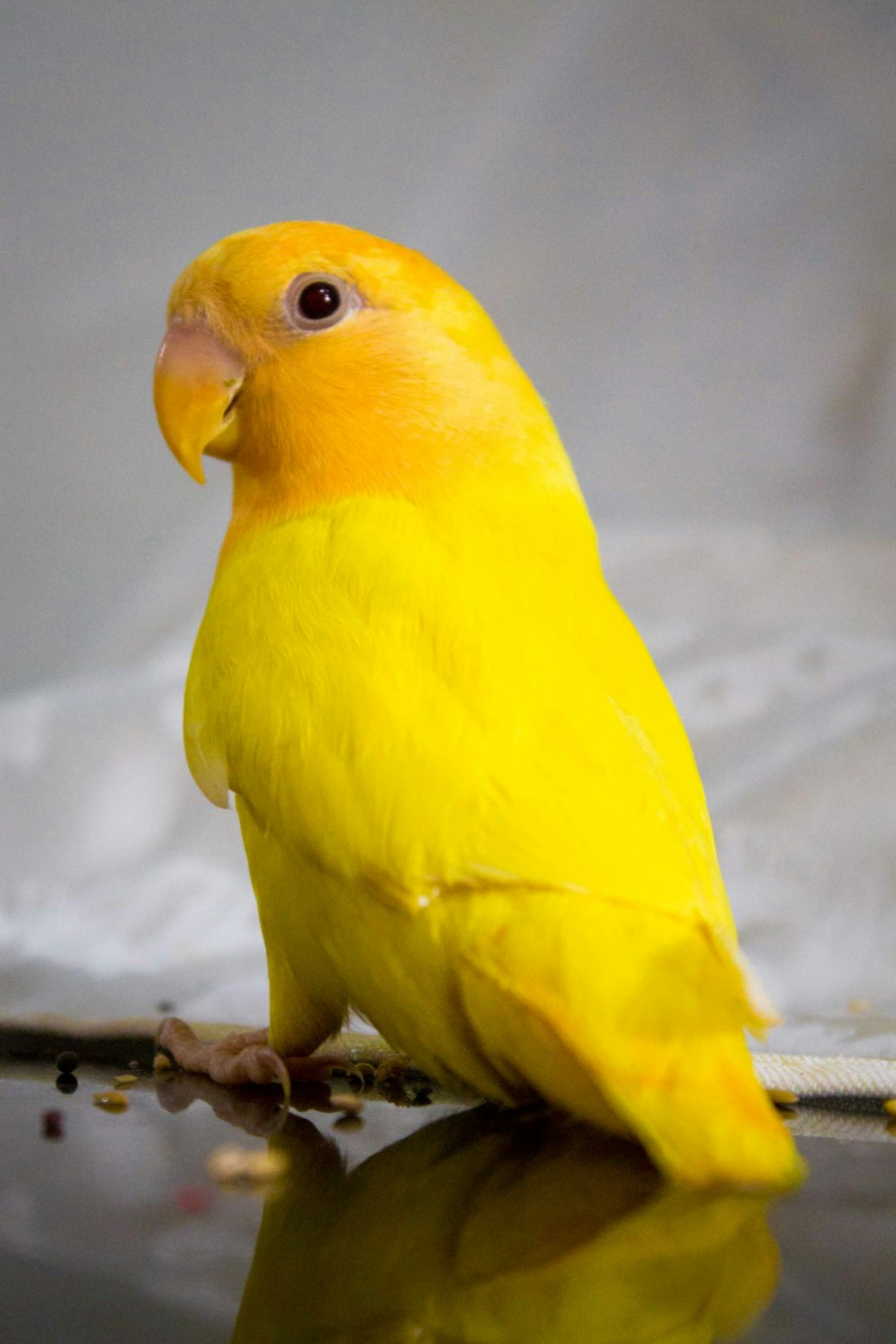 closeup photo of yellow bird