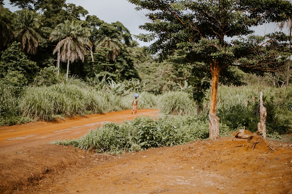 pathway near trees