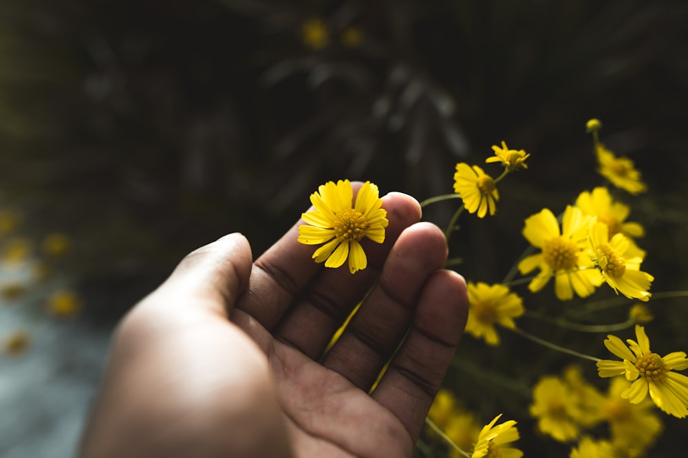 yellow petaled flower