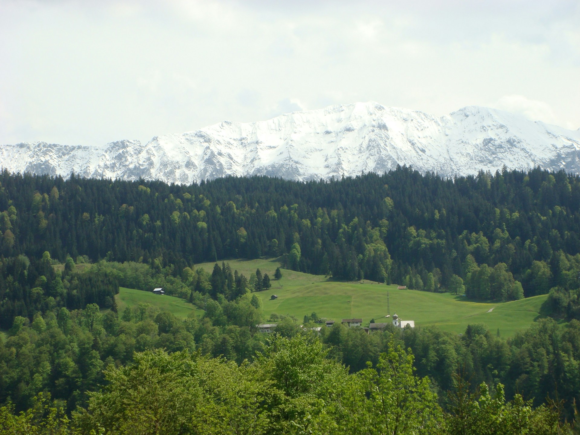 forest with mountain background