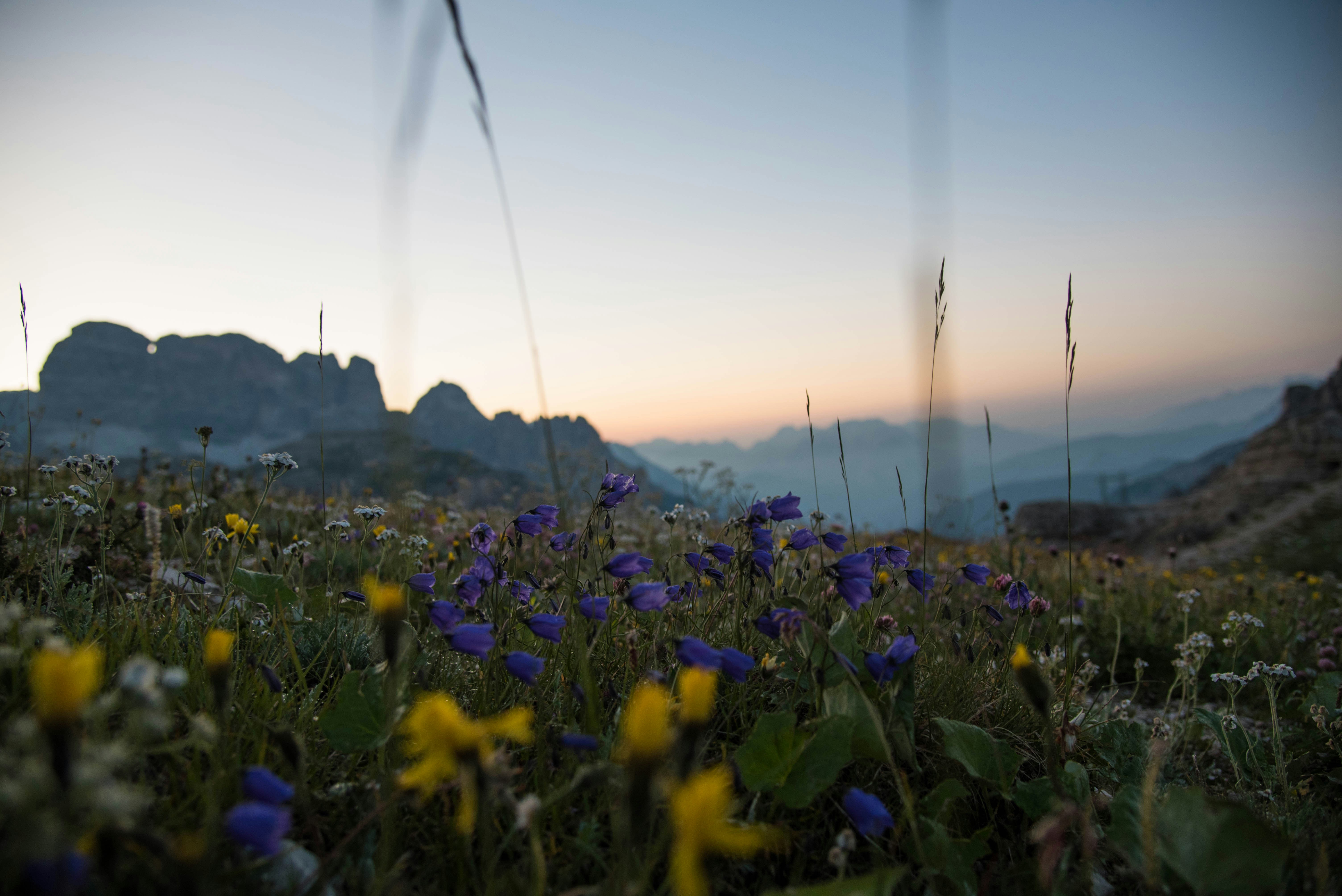 Meadow full of wildflowers at dusk with insects visible in the warm fading light