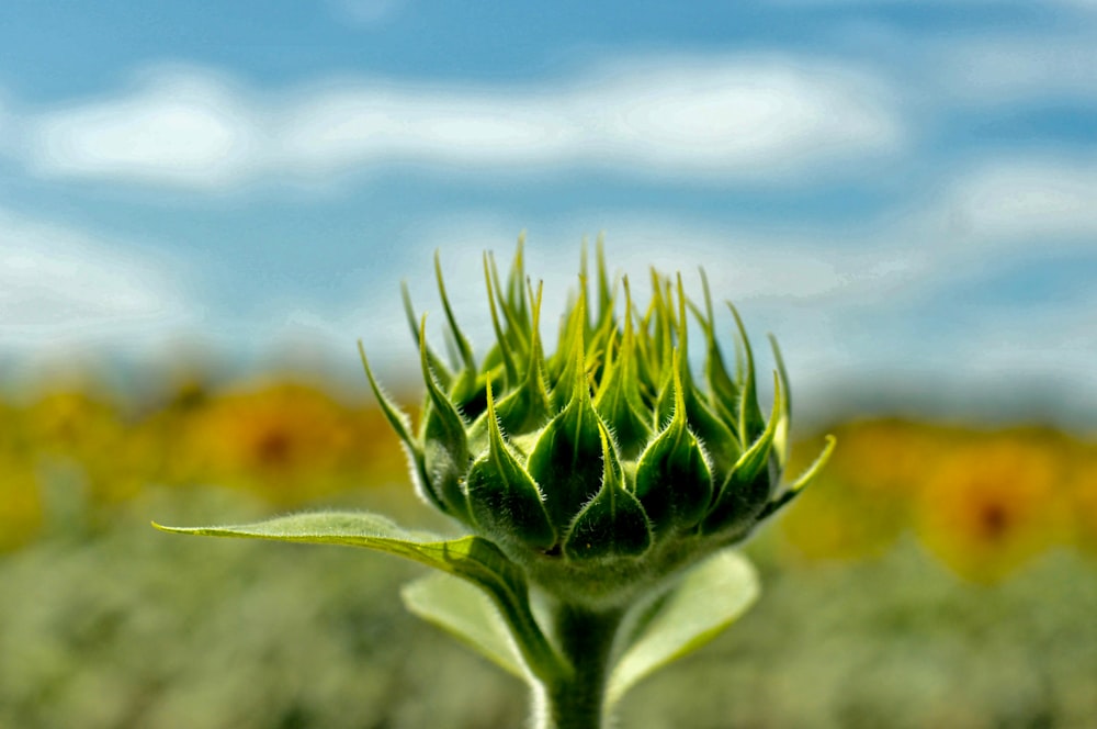 green leafed bottle