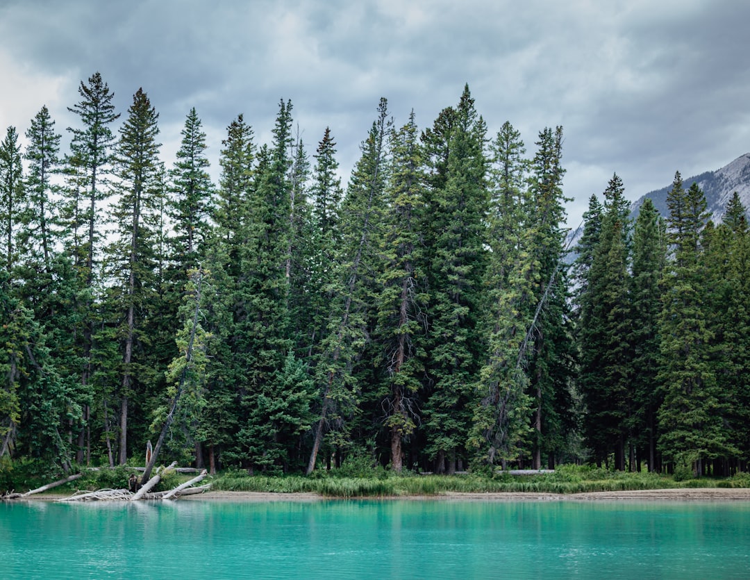 Tropical and subtropical coniferous forests photo spot Banff Mount Assiniboine