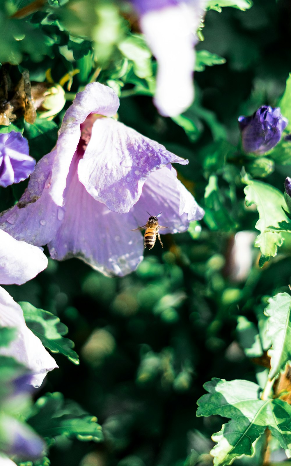 bee perching in flower