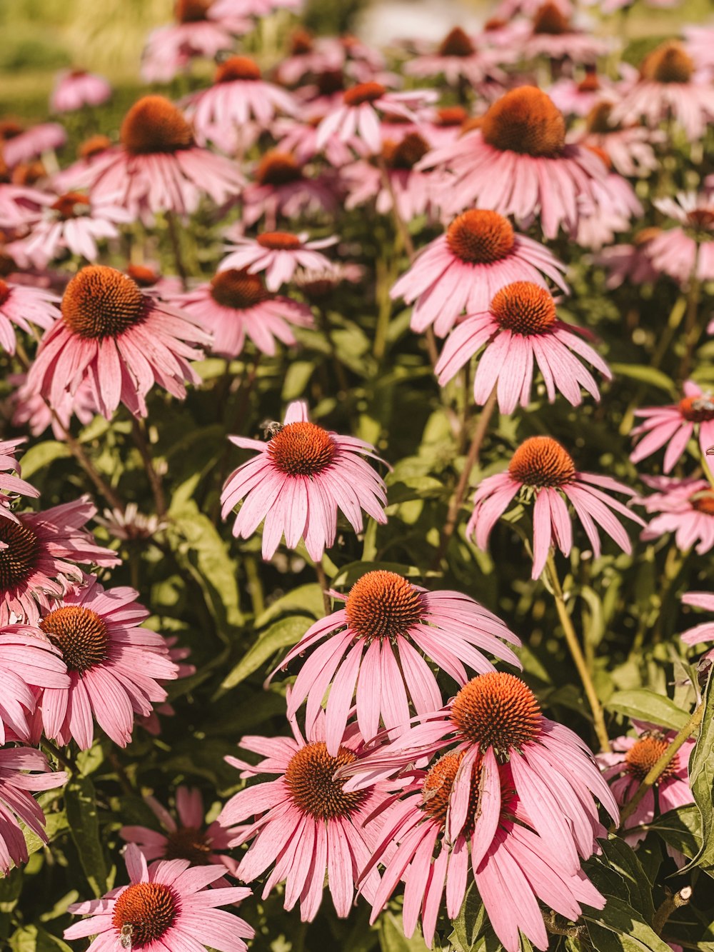 Foto de primer plano de flores rosadas con pétalos de racimo