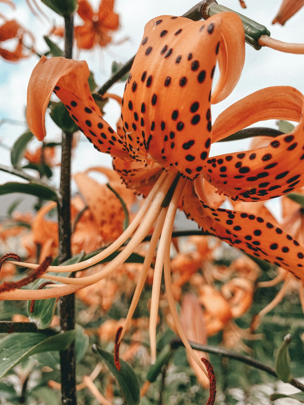 beige petaled flower plants